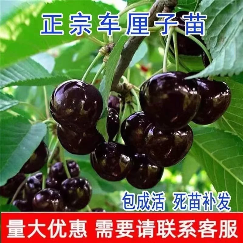 车厘子大樱桃精选树苗【当年种植结果】