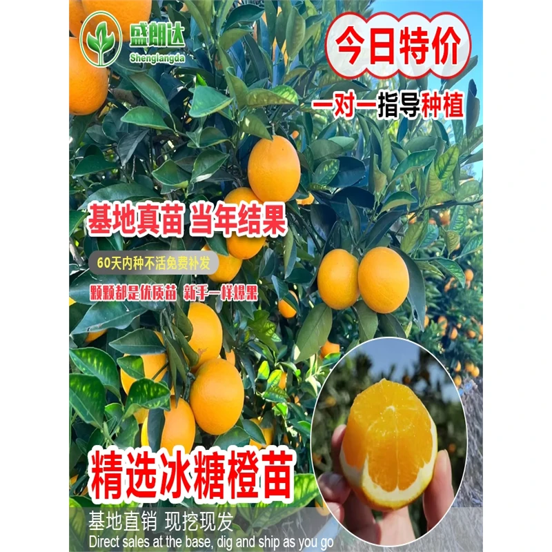 正宗高纯度高甜度永兴冰糖橙苗褚橙云冠盆栽地栽甜橙果树苗