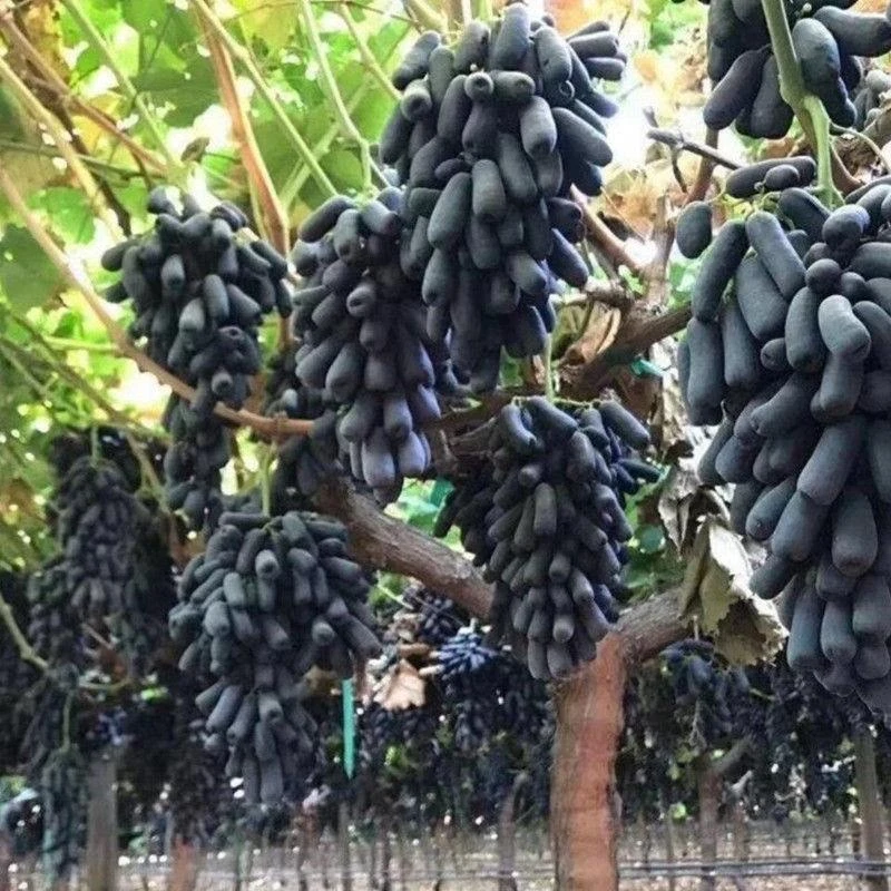 甜蜜蓝宝石葡萄苗南北方种植结果葡萄树特大不爬藤盆栽四季水果