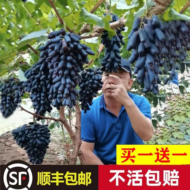 葡萄树苖阳光玫瑰巨峰金手指蓝宝石葡萄树苗果树果苗爬藤种植耐寒