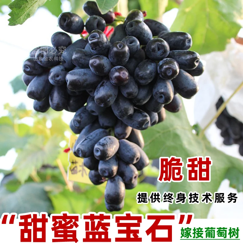 嫁接蓝宝石葡萄树苖中熟脆甜多汁自然无核无籽葡萄树南北种当年结