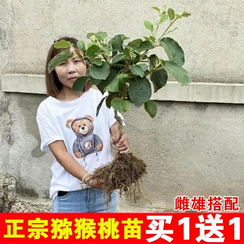 红心猕猴桃树果苗嫁接南方北方翠香徐香弥猴桃苗黄心软枣猕猴桃苗