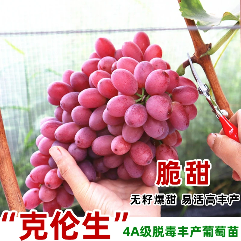 嫁接克伦生无籽红提葡萄树苖爬藤葡萄苗北南方种植当年结果果树苗