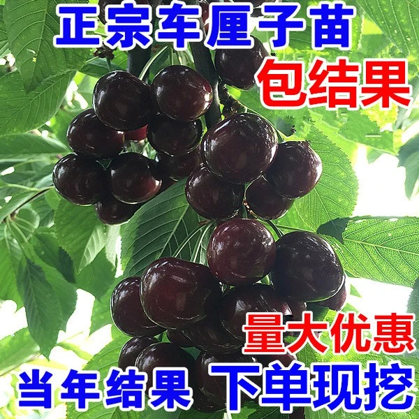 正宗车厘子树苗樱桃树苖大樱桃苗南方北方种植水果树果苗当年结果