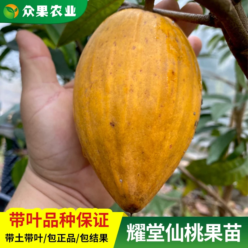 正宗耀堂仙桃蛋黄果苗树苗带果发货鸡蛋果苗带土四季种植当年结果
