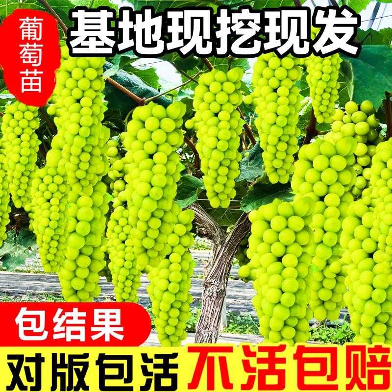 葡萄树苗阳光玫瑰蓝宝石巨峰葡萄苗果树果苗爬藤树苗北方南方种植