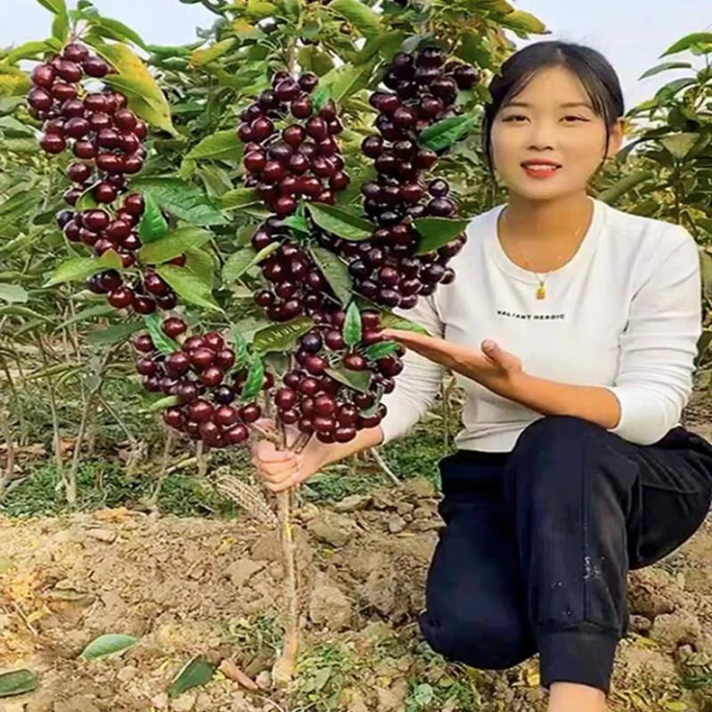 车厘子树苗盆栽地栽南方北方种植当年结果特大嫁接樱桃苗果树果苗