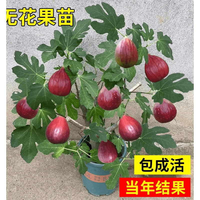 无花果树苗盆栽水果苗四季特大波姬红南北方阳台种植地栽当年结果