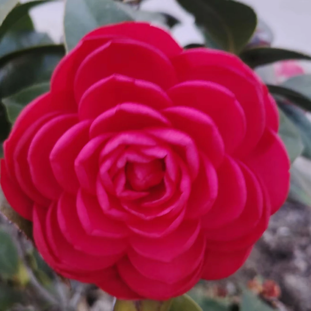 一物一拍大红赤丹山茶花地栽盆栽造型适合家庭庭院