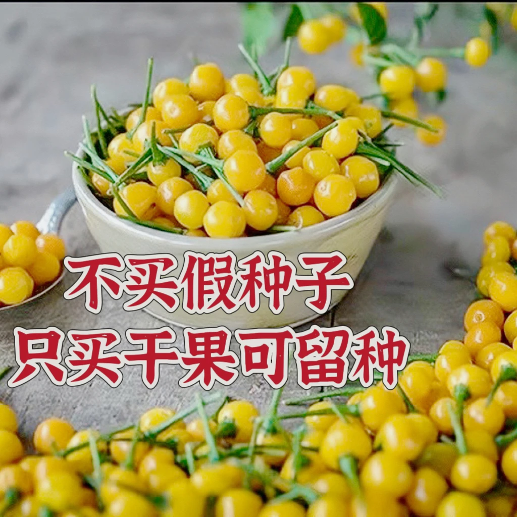 查拉皮塔辣椒 带奶香味橘香味热带水果风味可做蘸料香料盆景