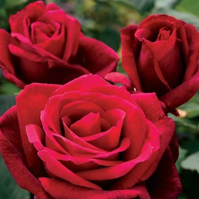 （玫界红色）月季二加仑根接苗带盆带土发货丰花勤花，露天养护