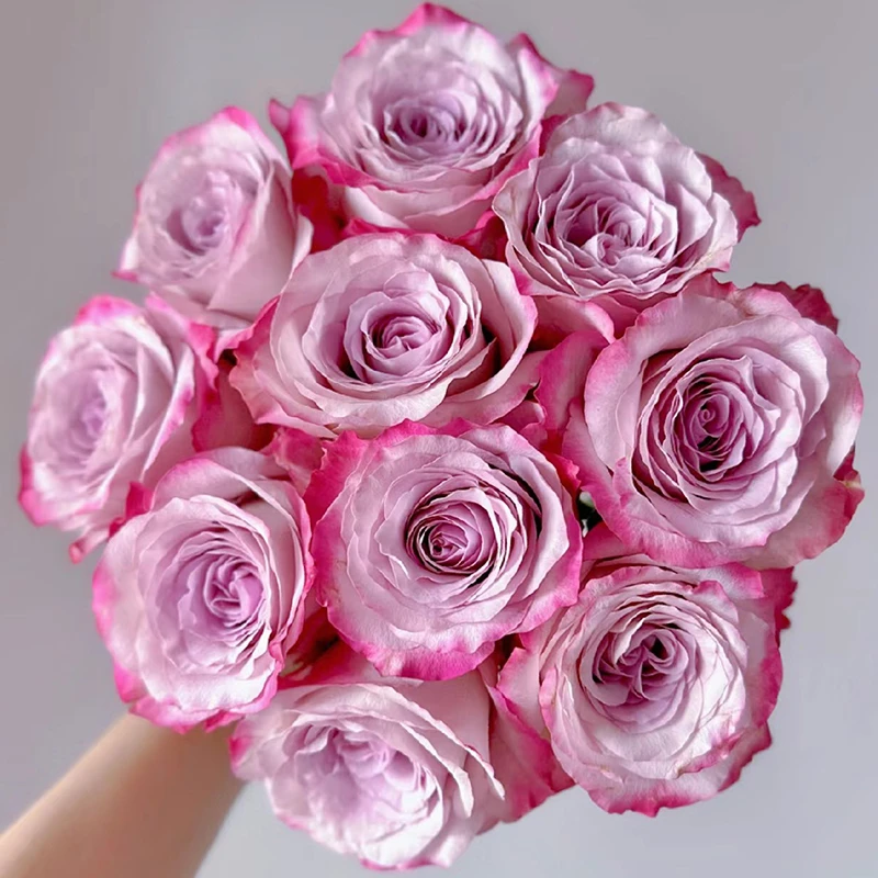 【气场】玫瑰【3单包邮顺丰空运/95%市区次日达】