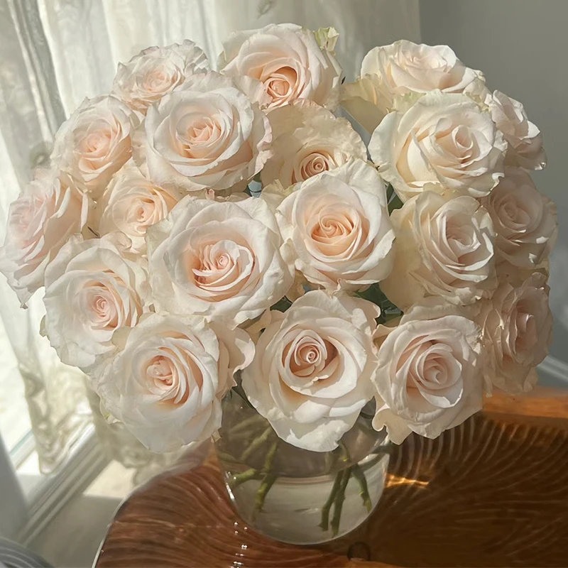 【辛西娅】玫瑰【3单包邮顺丰空运/95%市区次日达】