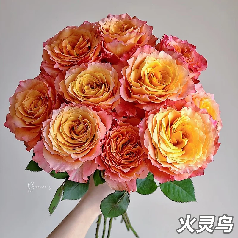 【火灵鸟】玫瑰【4单包邮顺丰空运部分地区走陆运具体以发货为准】