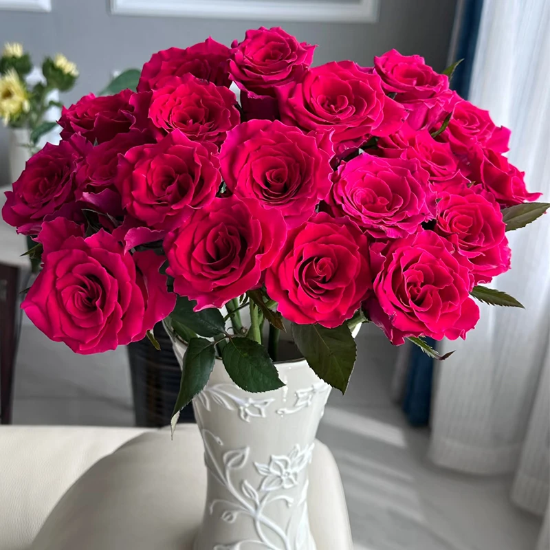 【高盛】玫瑰【4单包邮顺丰空运-部分地区走陆运具体以发货为准】