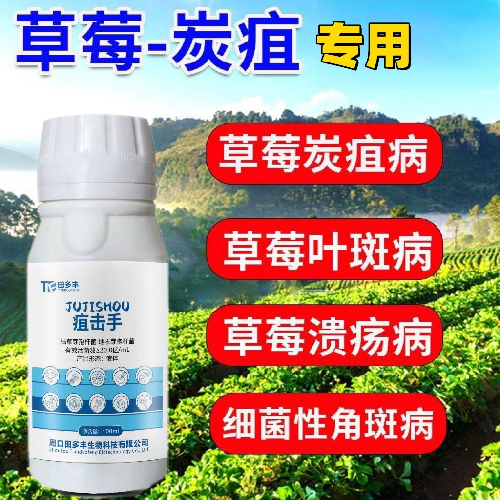 草莓病害空心藿香种子断头盆栽叶斑病角斑病炭疽病进口工厂直发