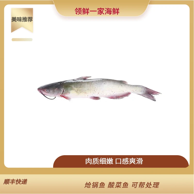 梭边鱼 肉质细嫩，3斤左右/条 口感爽滑。