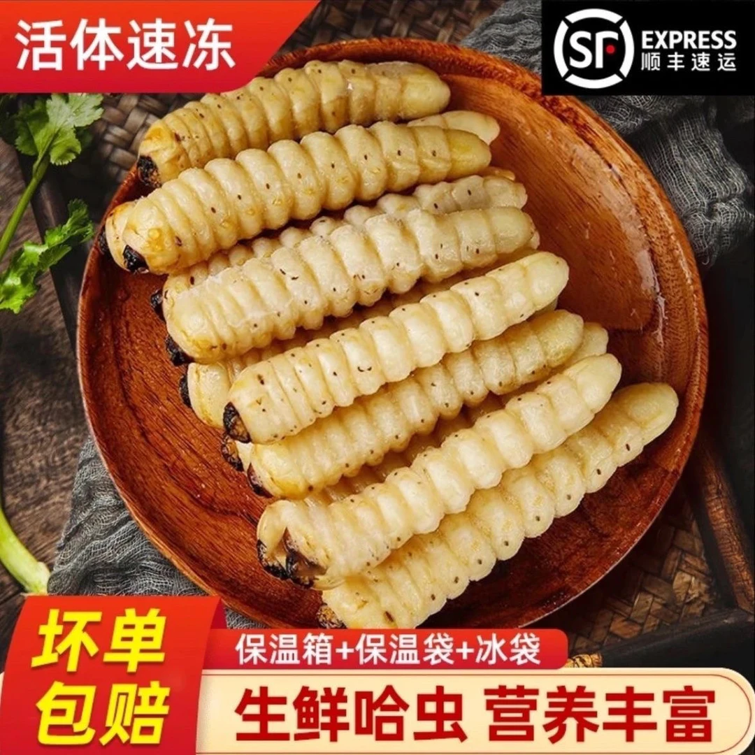 【顺丰包邮】新鲜木虫柴虫 木花哈虫,柞木虫冷冻发货