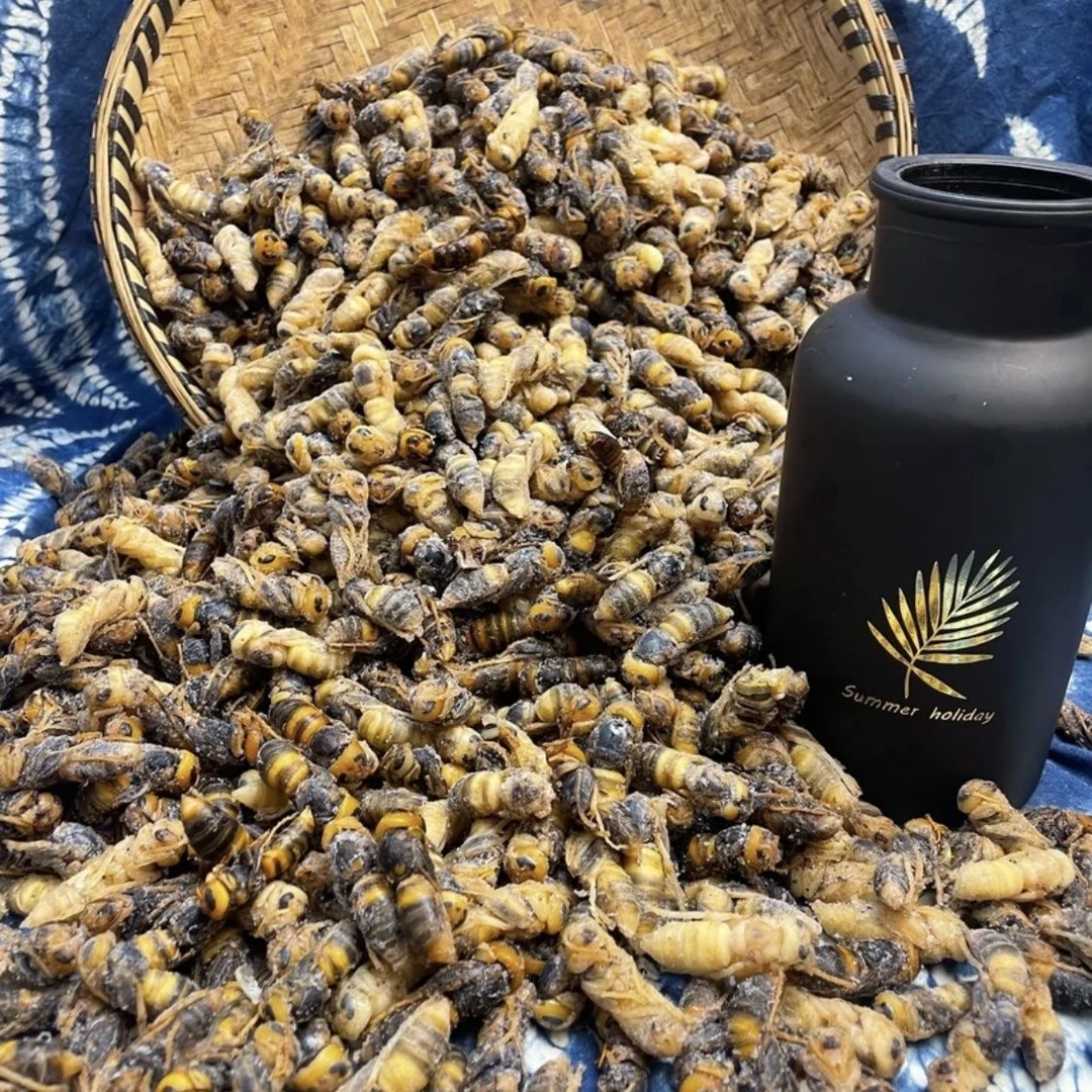 金环虎头蜂蛹树蜂蛹一二三四级冰冻蜂蛹