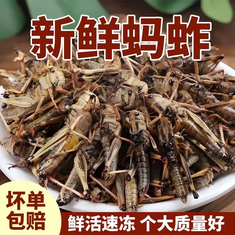 鲜蚂蚱全母去翅膀公母混合带翅天然野味