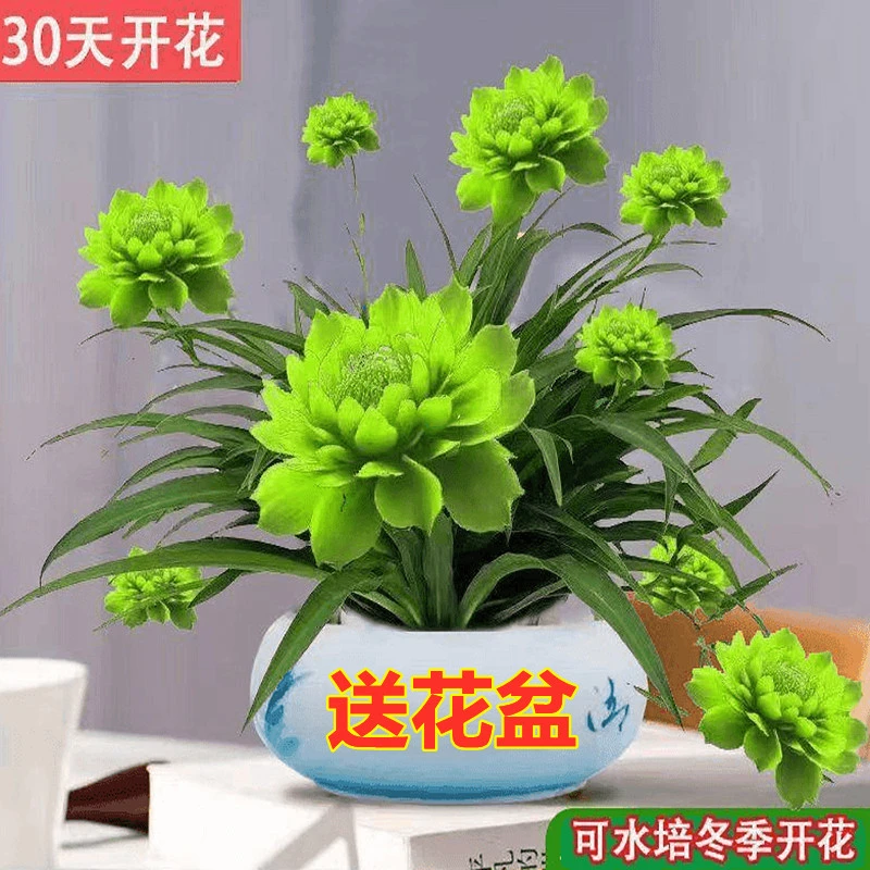 【浓香四季】月光兰种植绿植水培大全耐旱耐热四季花卉开花水土养