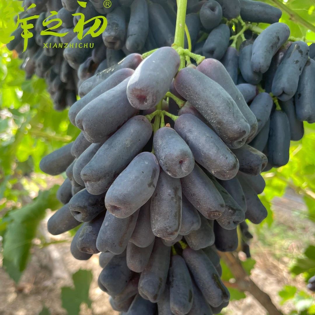 （武汉次日达）【蓝宝石】新疆原产地甄选优质美人指葡萄