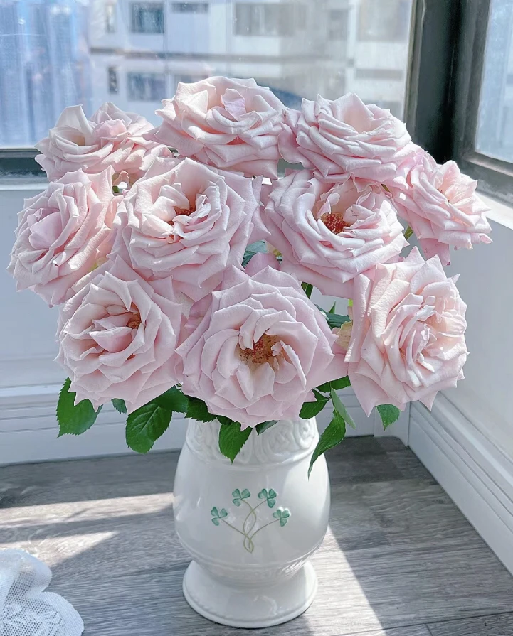 姆齐亚小姐单头玫瑰（两单顺丰冷链包邮）20%不售后