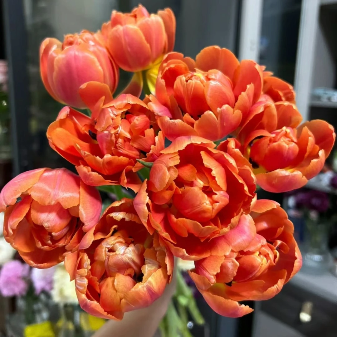 【郁金香】全场任意链接，同一地址，3把免运费 ，超长花期