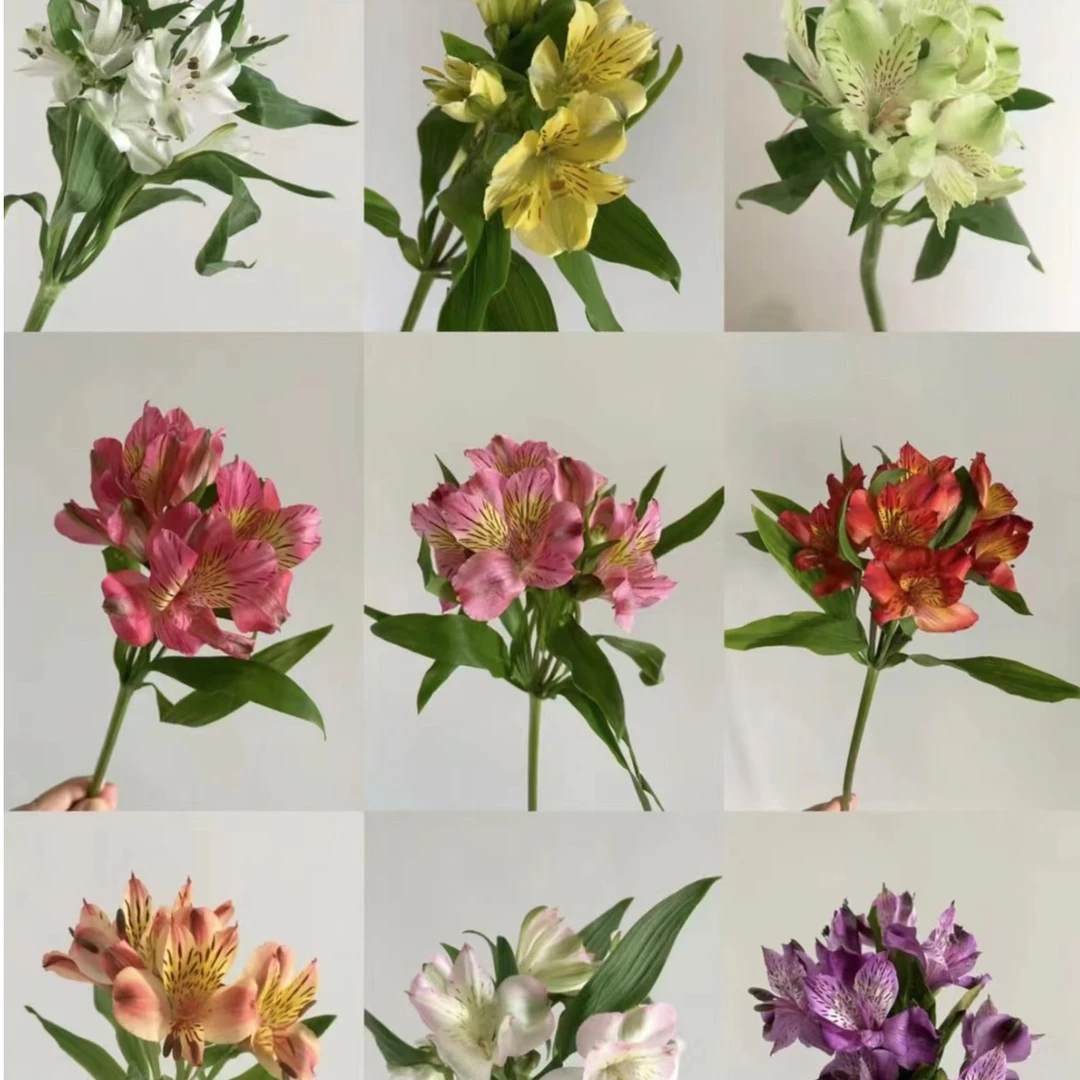 【水仙百合】全店3把花免运费，鲜花运损百分之10不售后，