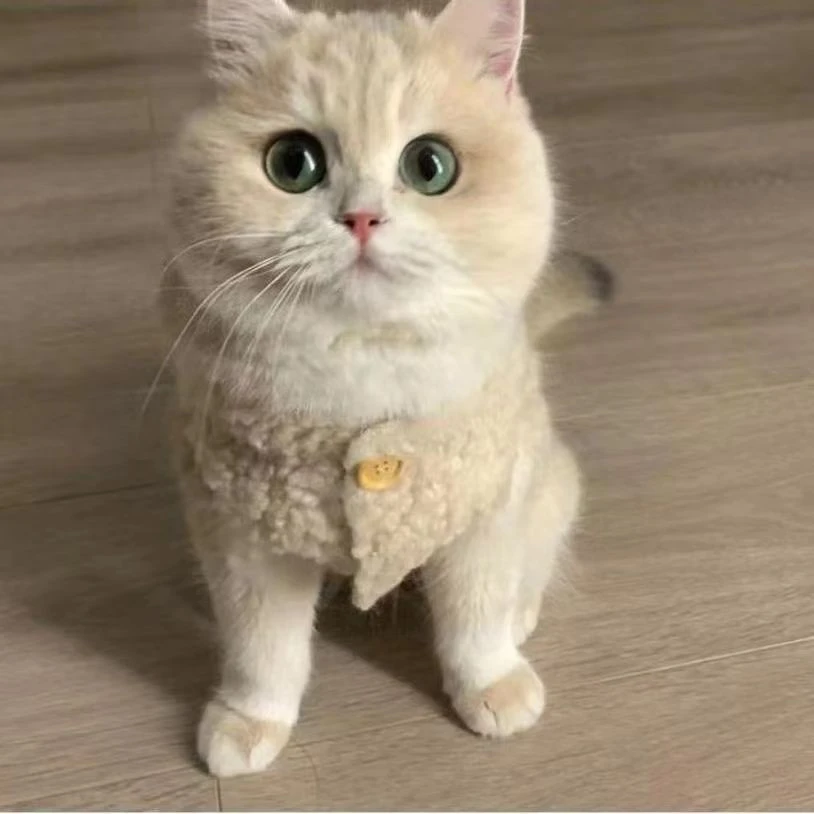 秋冬保暖衣服马甲猫衣服冬季背心柔软舒适加绒加厚猫咪衣服秋冬款