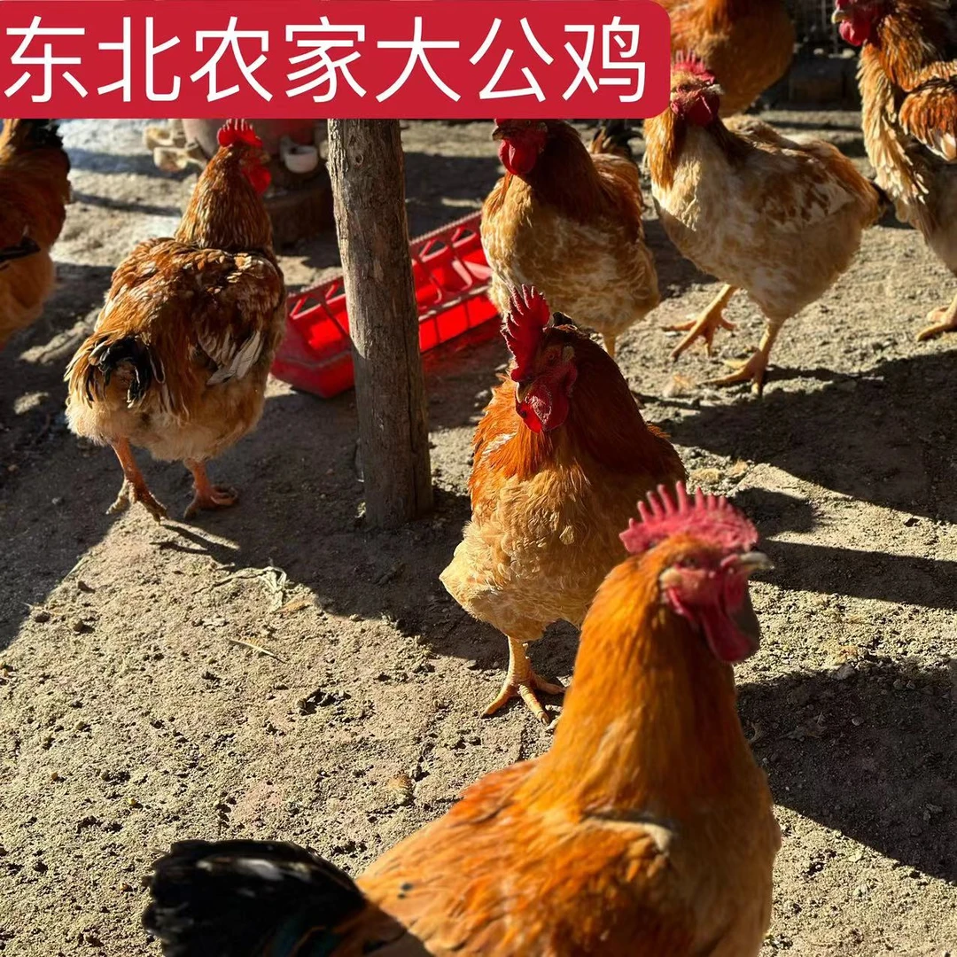 东北鸡纯粮食喂养 包冰率不含冰