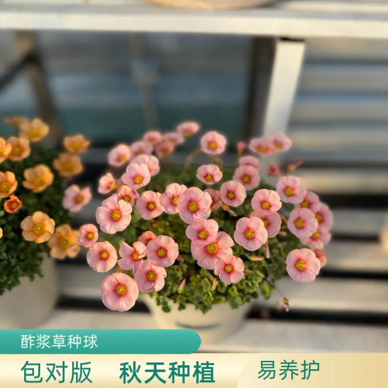 上上花田 ob酢浆草种球【矮型系列】阳台花卉观花易活花期长好养