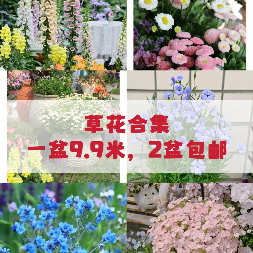 草花合集    满2盆包邮  直播专属连接