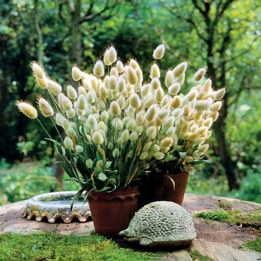 上上花田 兔尾草花苗盆栽阳台花卉观花植物好养易活花期长