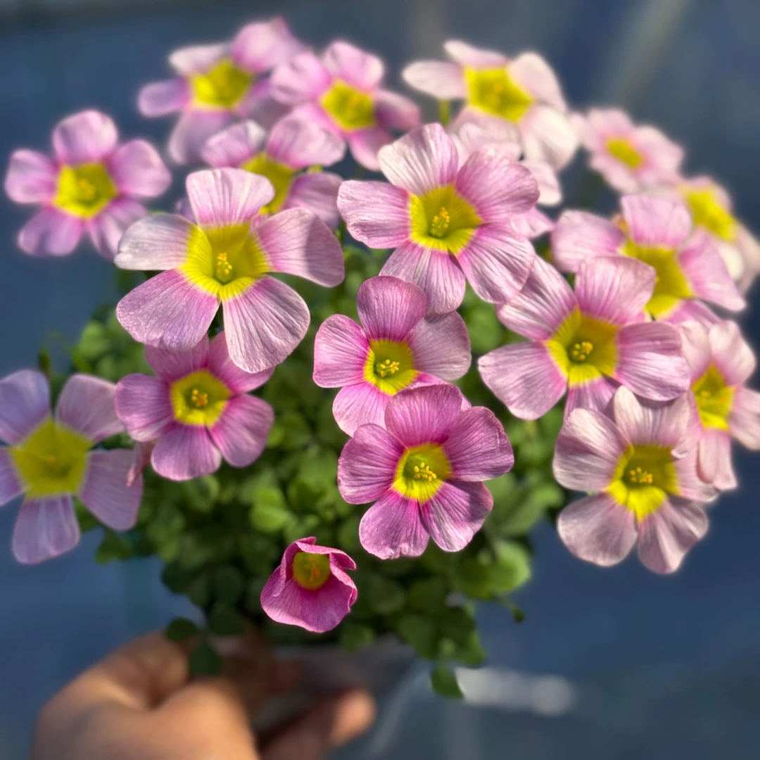 上上花田 酢浆草种球【ob晚花系列】紫色日出种球好养易活花期长