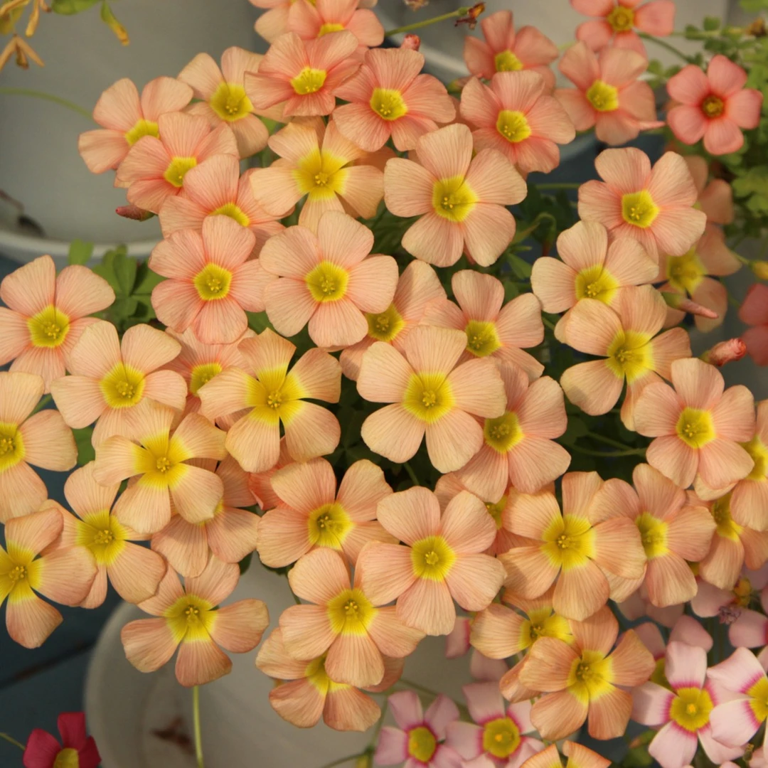 【阴天开花合集】上上花田酢浆草花苗包对版小型喜阳花卉好养花期长