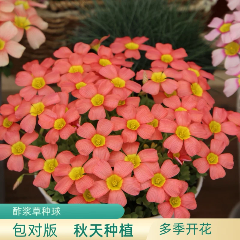 上上花田 ob酢浆草种球【满35包邮】晚花系列阳台花卉观花好养