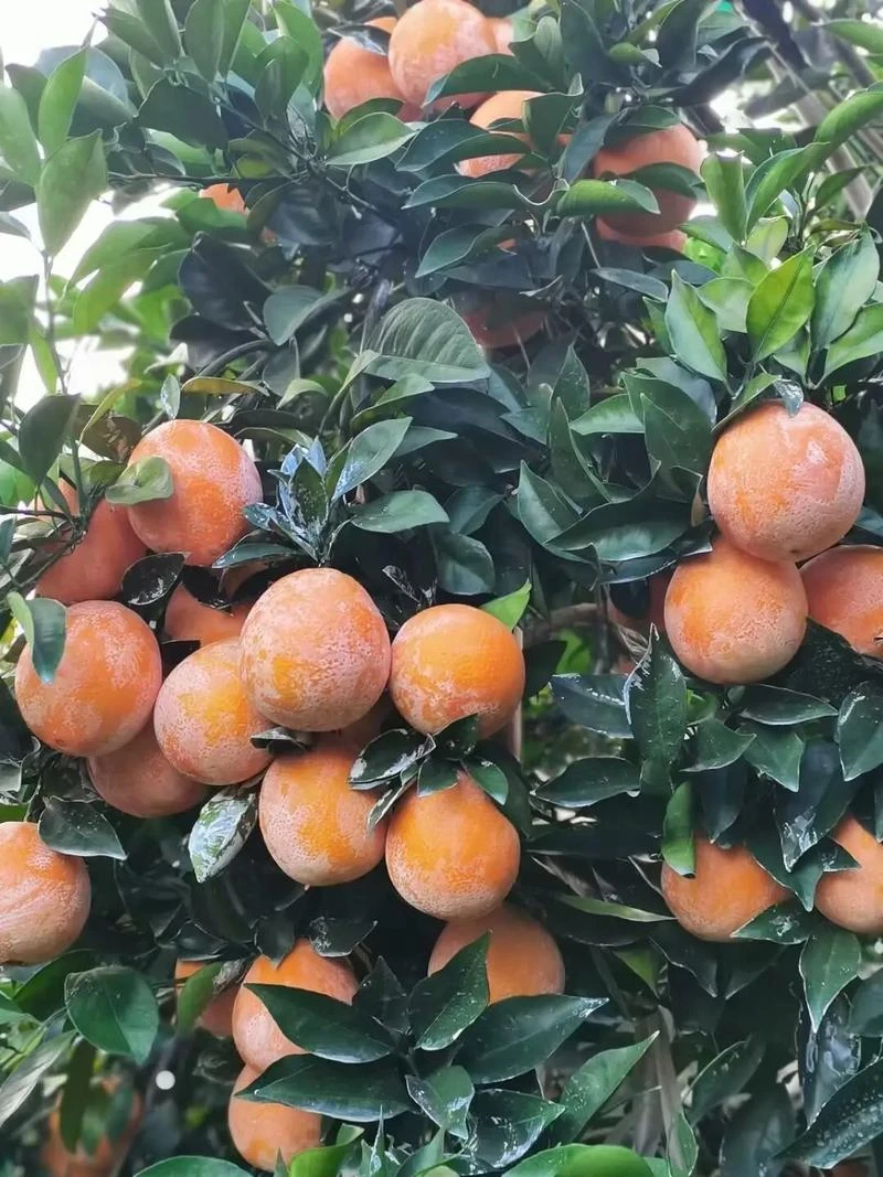 正宗赣南脐橙果园直发香甜多汁橙味浓郁
