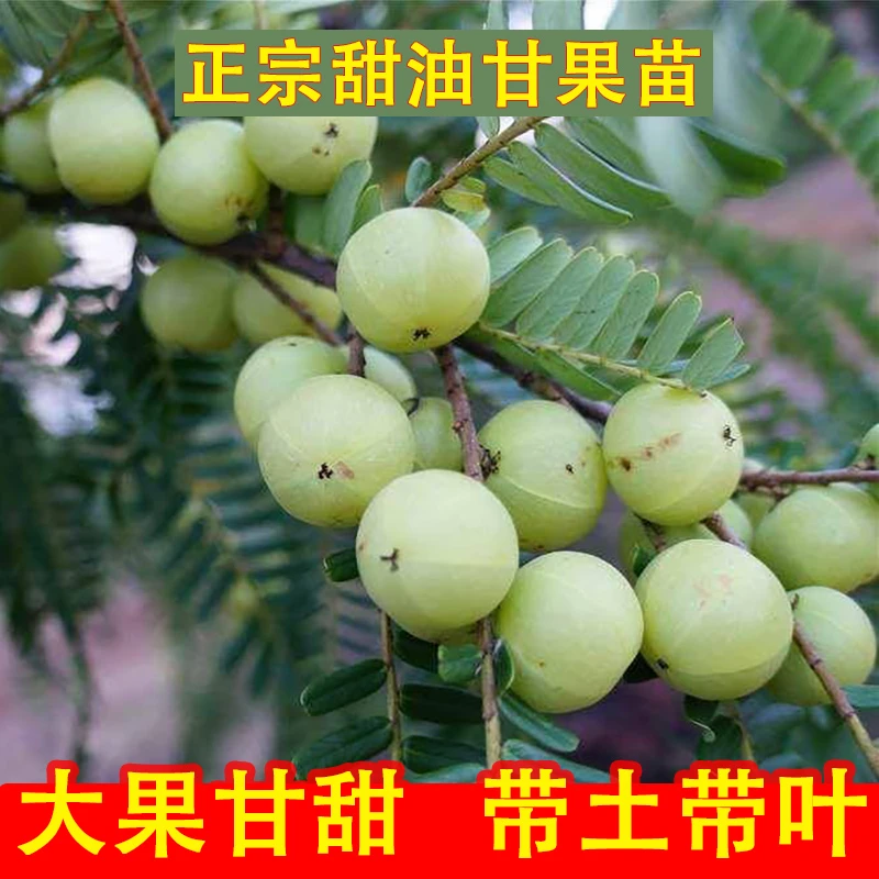 正宗油甘果树苗嫁接余甘果苗带土带叶南方种植盆栽地栽甜油甘树苗