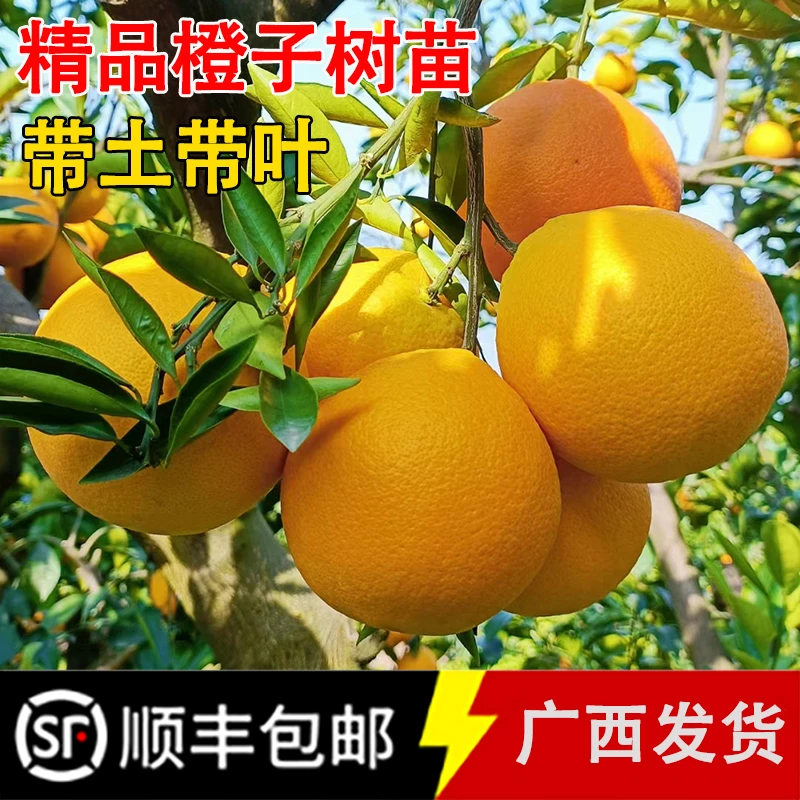 正宗脐橙树苗嫁接苗南方种植柑橘苗赣南脐橙苗庭院盆栽地栽果树苗