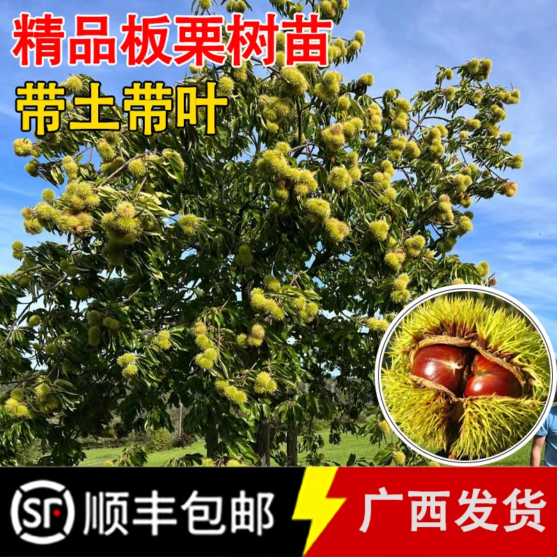 大果板栗树苗带土带叶嫁接苗大红袍板栗苗南北方种植庭院盆栽果树