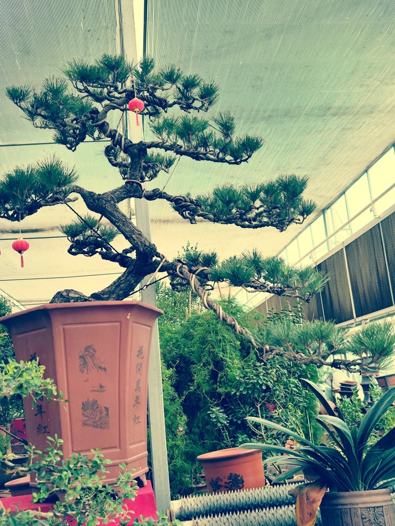 腊梅红梅茶梅海棠盆景一物一拍，按照对应价格下单