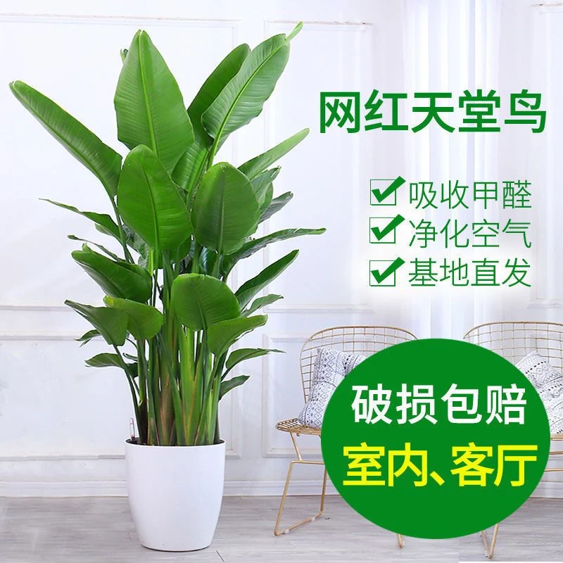 天堂鸟室内绿植客厅大型鹤望兰吸甲醛植物花卉大盆栽好养四季常青