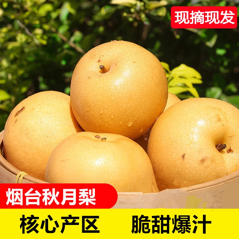 京东快递 山东烟台秋月梨4.5斤装脆甜多汁果肉细腻