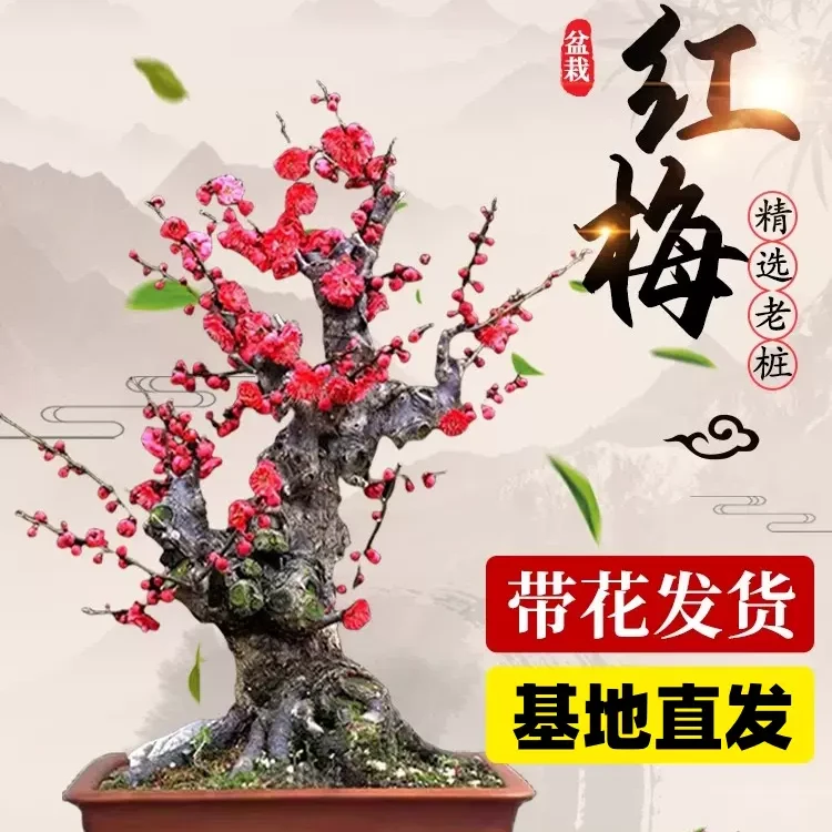 【新年花开红红火火】基地老桩红梅，高端大气，花香淡雅，保湿发货！