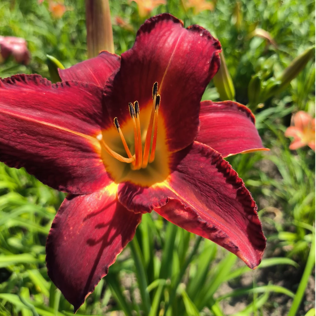 美国大花萱草 东北抗寒花卉 双色钵