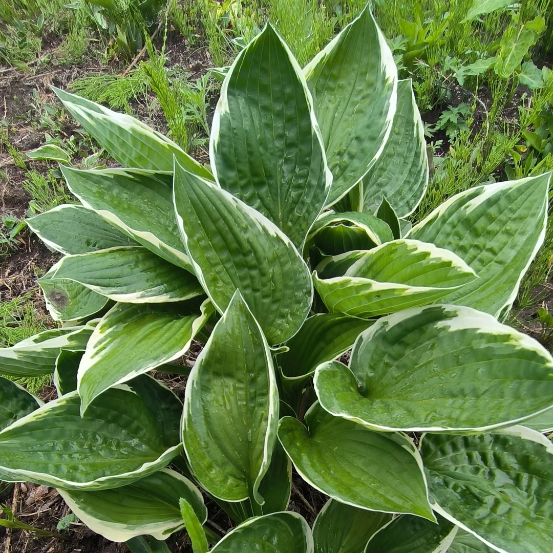 玉簪 东北越冬，观叶宿根植物