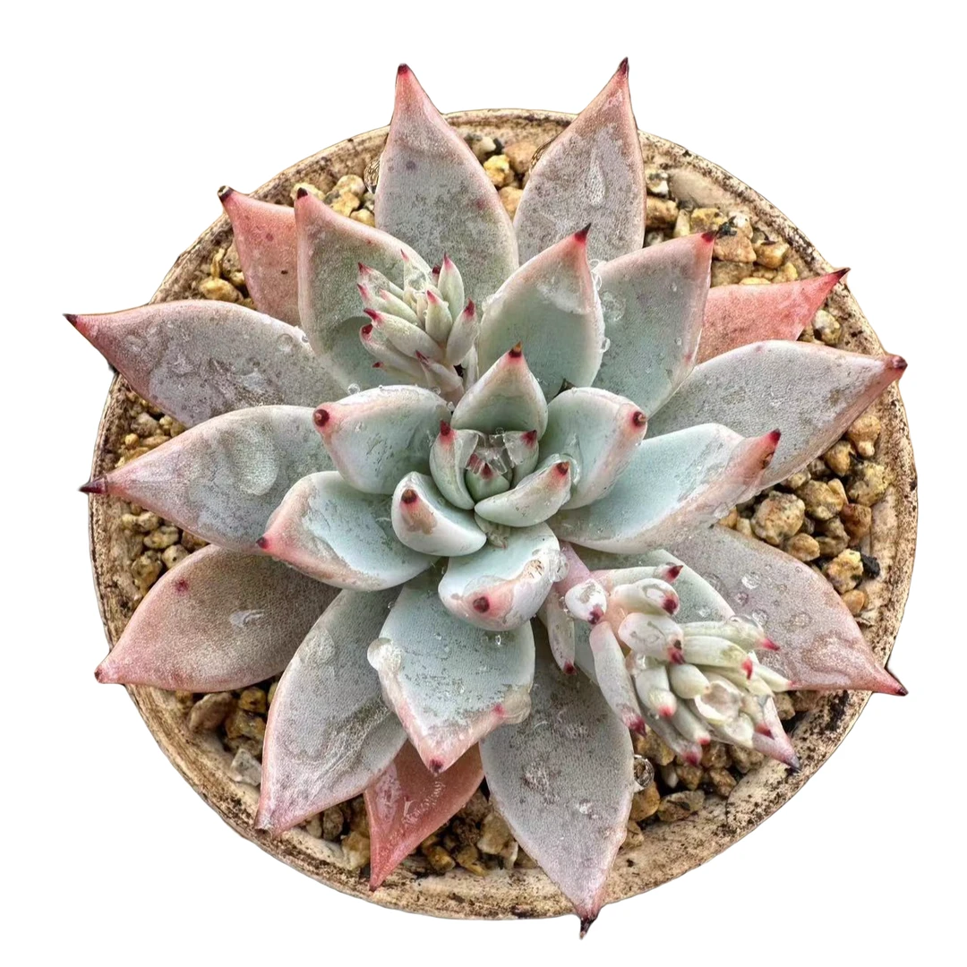 蒙恰卡多肉 控精养5cm 起花卉盆栽基地直销宿舍 防辐射 阳台 耐看