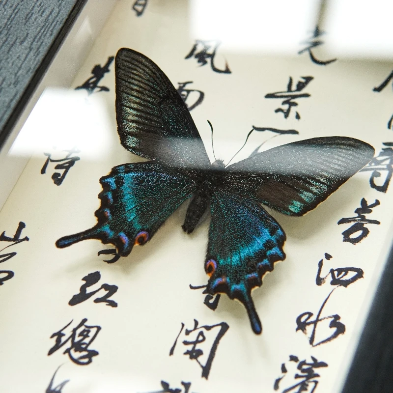 绿带翠凤蝶真蝴蝶标本装饰画艺术品国风书法文字背景桌面书架摆件