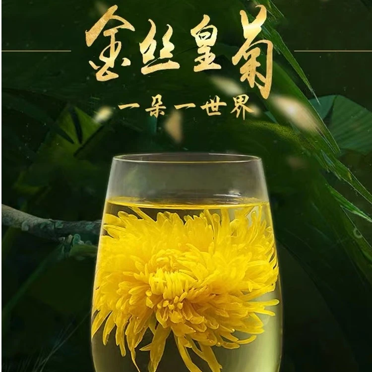 【助农】金丝皇菊菊花花茶一朵一杯去火菊花茶